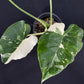 Alocasia Okinawa Silver