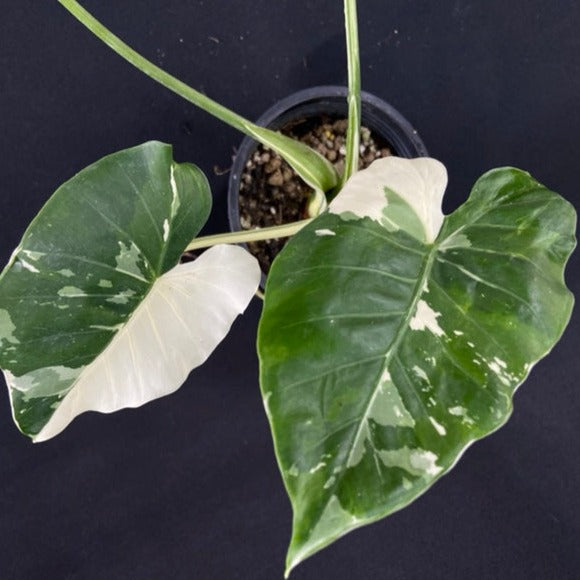 Alocasia Okinawa Silver