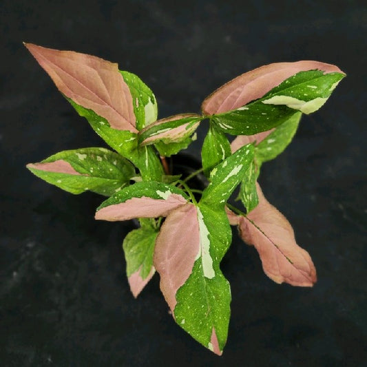 Syngonium Red Spot Tricolor