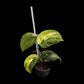 Scindapsus Jade Satin aurea