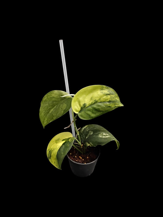Scindapsus Jade Satin aurea