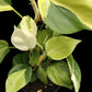 Philodendron hederaceum Cream Splash