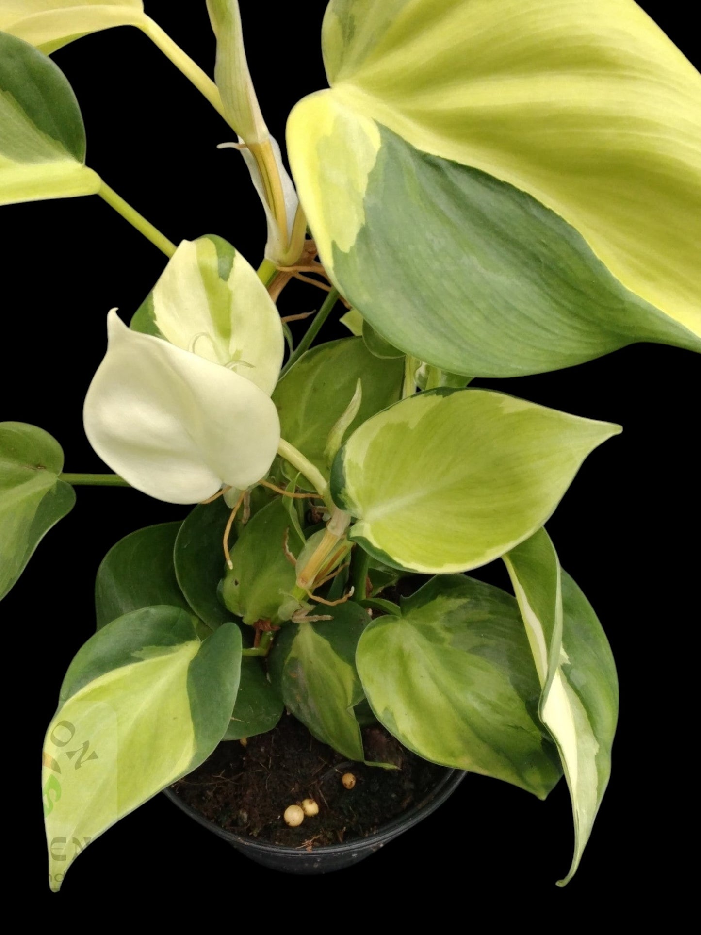 Philodendron hederaceum Cream Splash