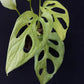 Monstera adansonii European Mint