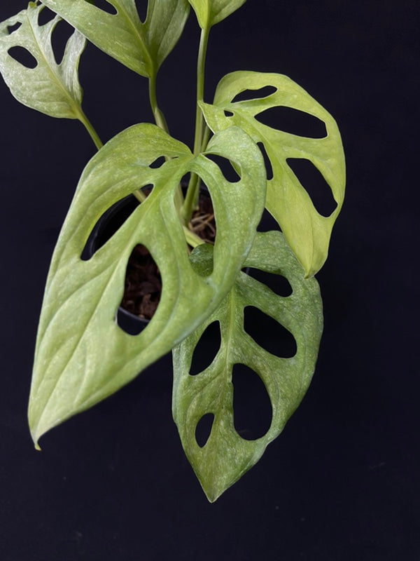 Monstera adansonii European Mint