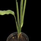 Monstera obliqua Tiwinza Narrow