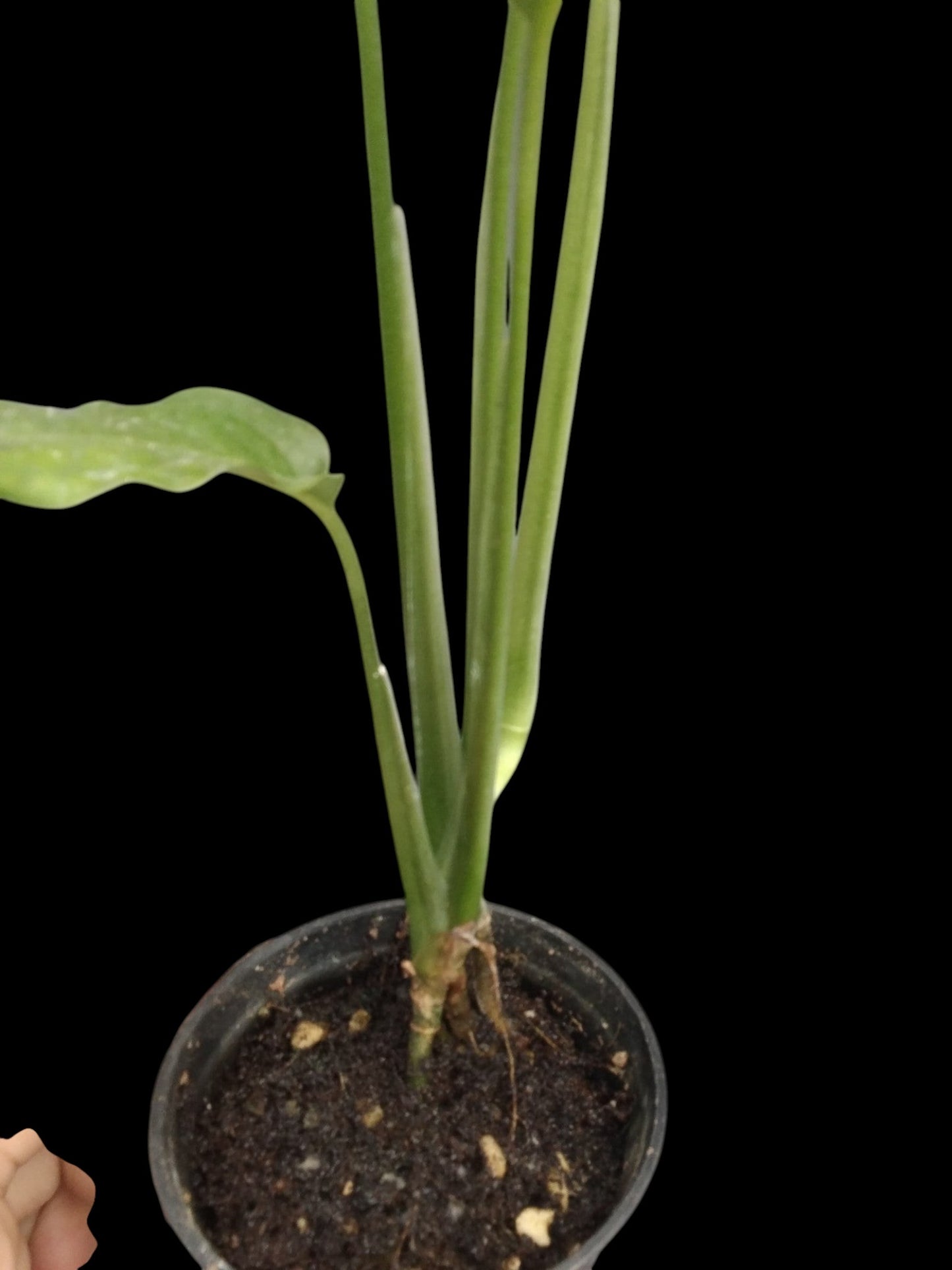 Monstera obliqua Tiwinza Narrow