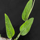 Monstera barrieri