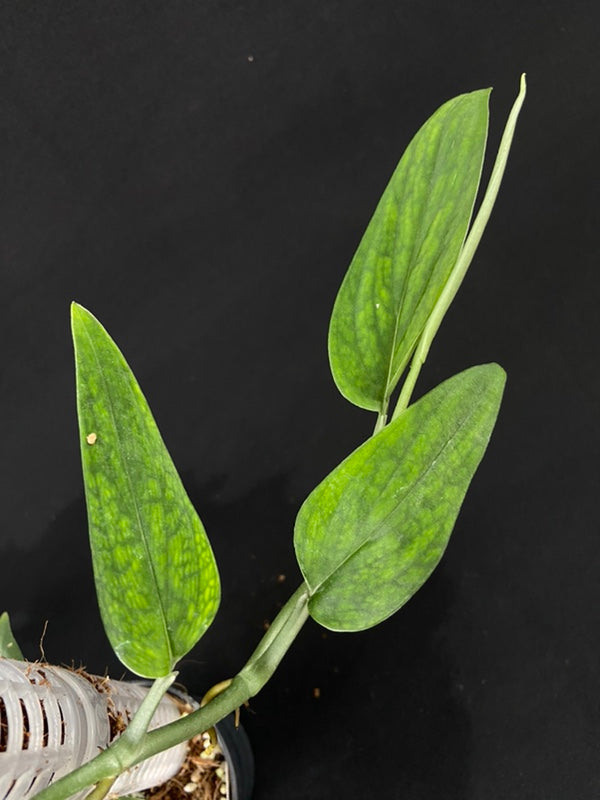 Monstera barrieri