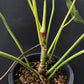 Philodendron Florida Bronze