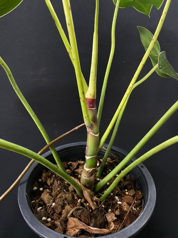 Philodendron Florida Bronze