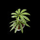 Anthurium polyschistum