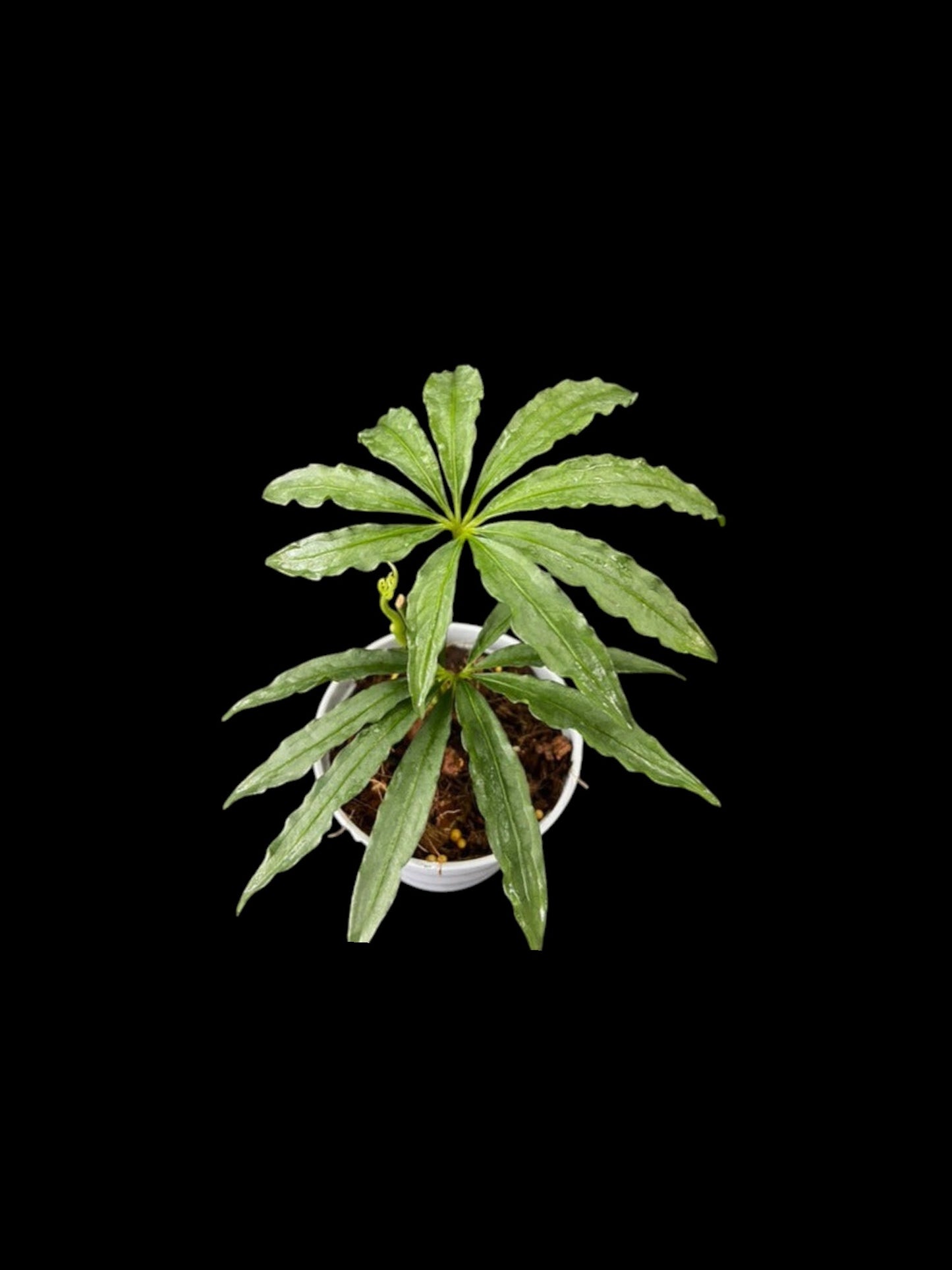 Anthurium polyschistum