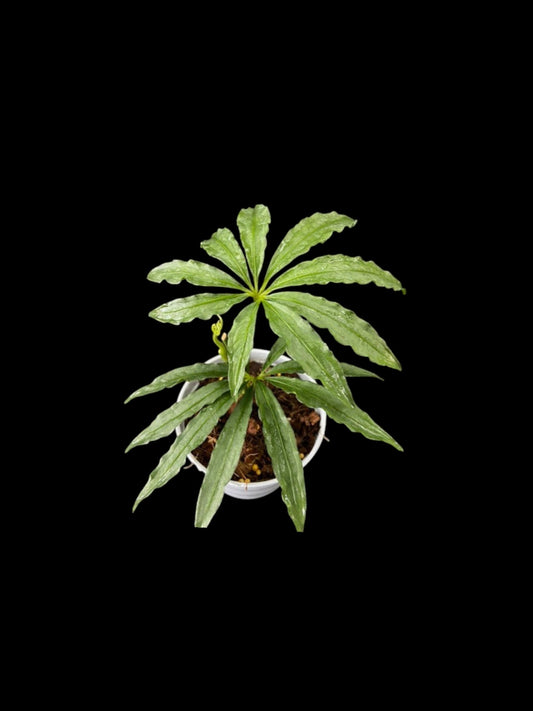 Anthurium polyschistum