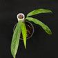 Monstera obliqua yasuni (medium)