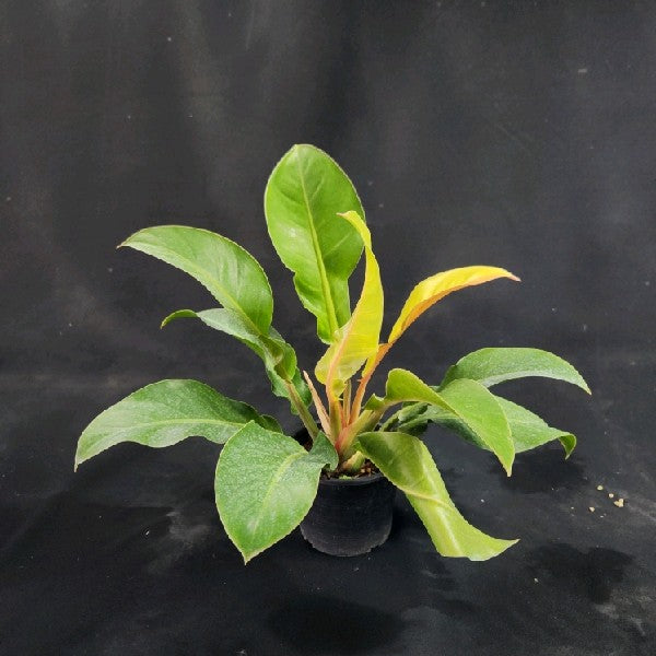 Philodendron Red Moon