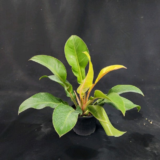 Philodendron Red Moon