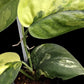 Scindapsus Jade Satin aurea