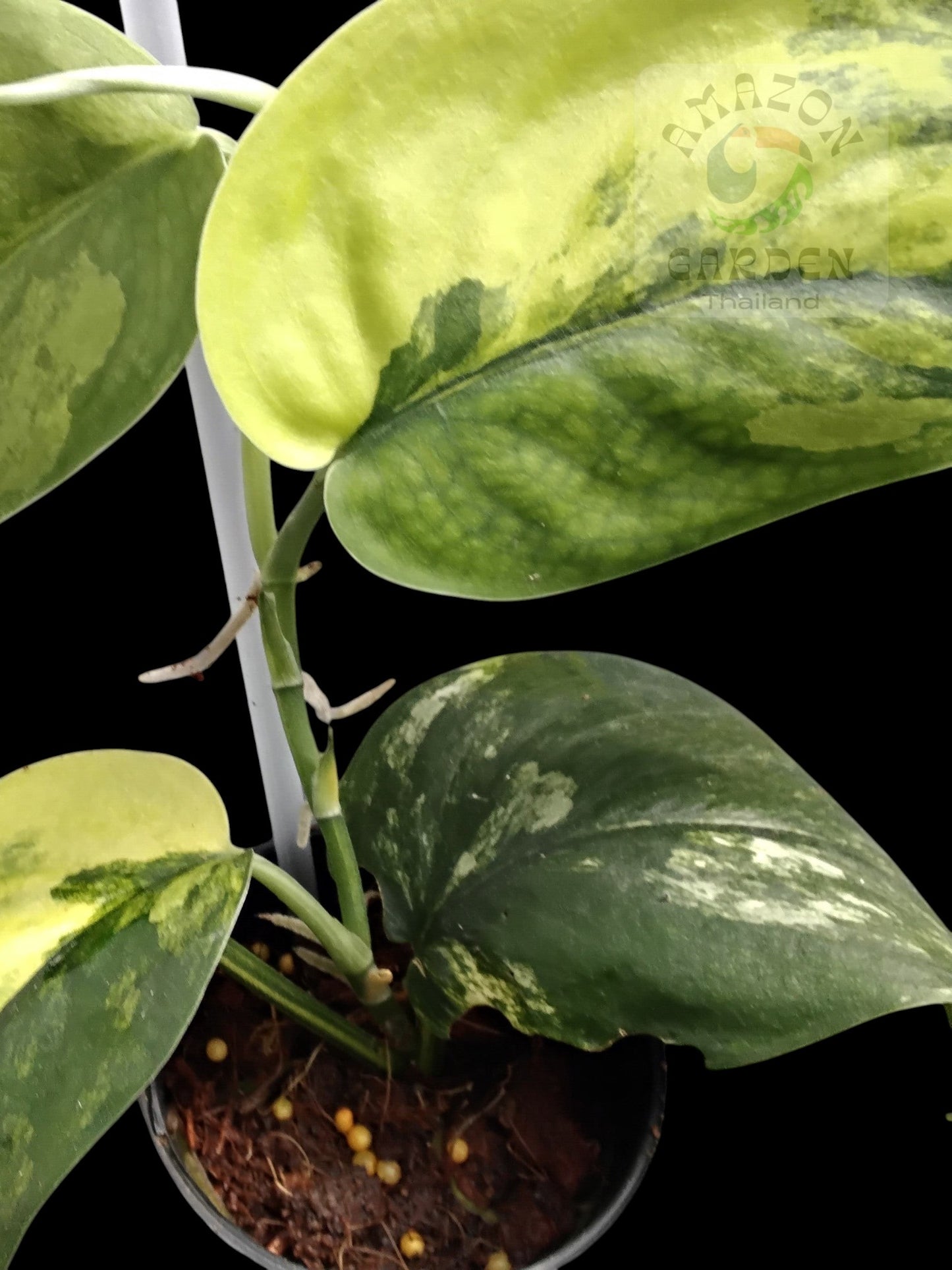 Scindapsus Jade Satin aurea