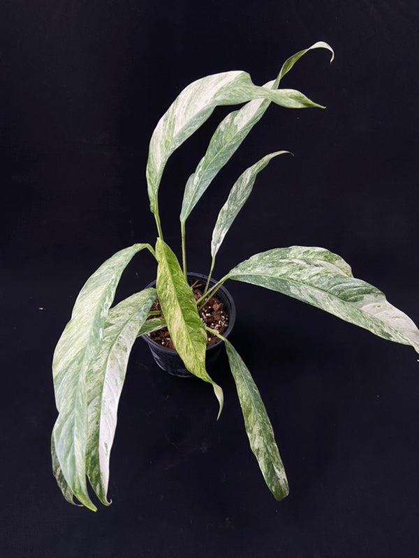 Rhaphidophora megasperma variagated