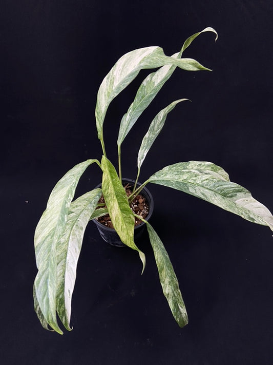 Rhaphidophora megasperma variagated