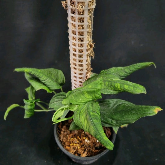 Monstera obliqua Berg Yasuni