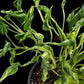 Epipremnum sangri-la