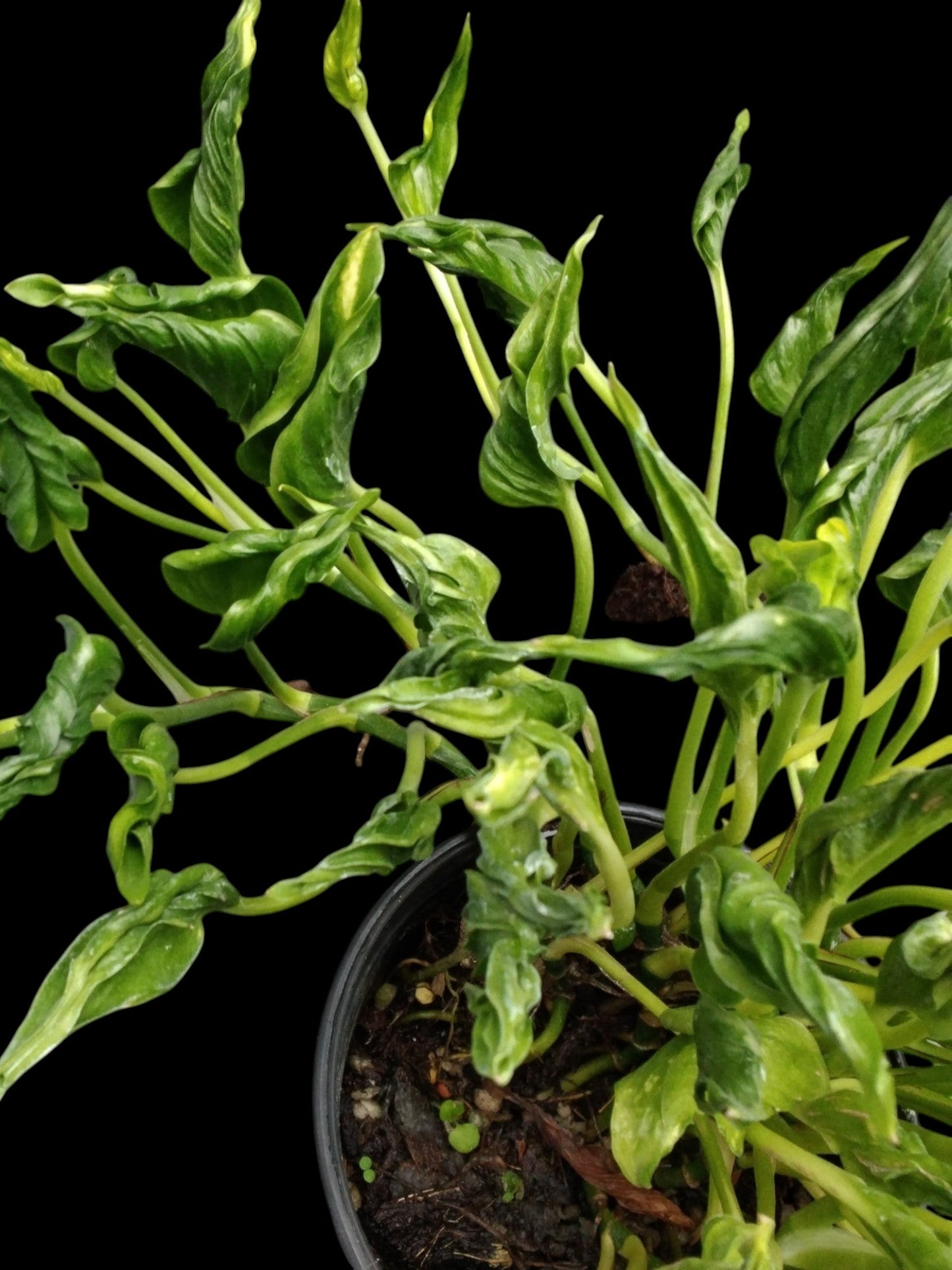 Epipremnum sangri-la