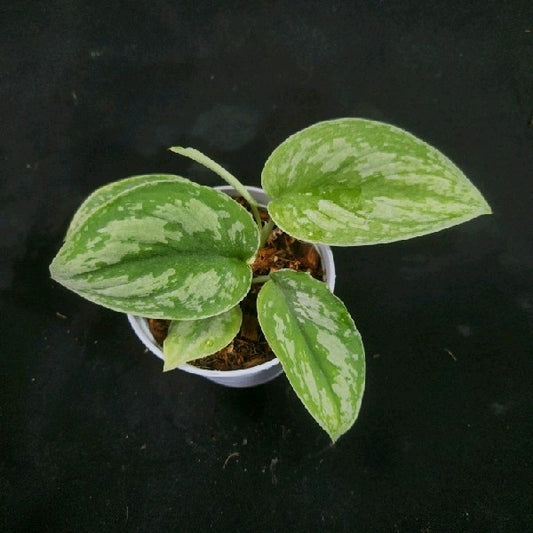 Scindapsus exotica