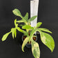 Philodendron Florida Beauty