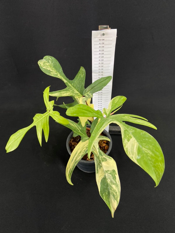 Philodendron Florida Beauty