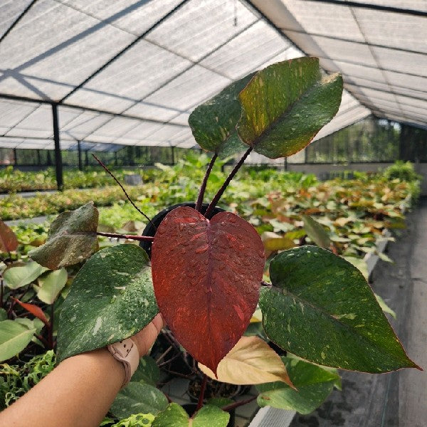 Philodendron Orange Princess