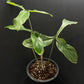 Philodendron 69686