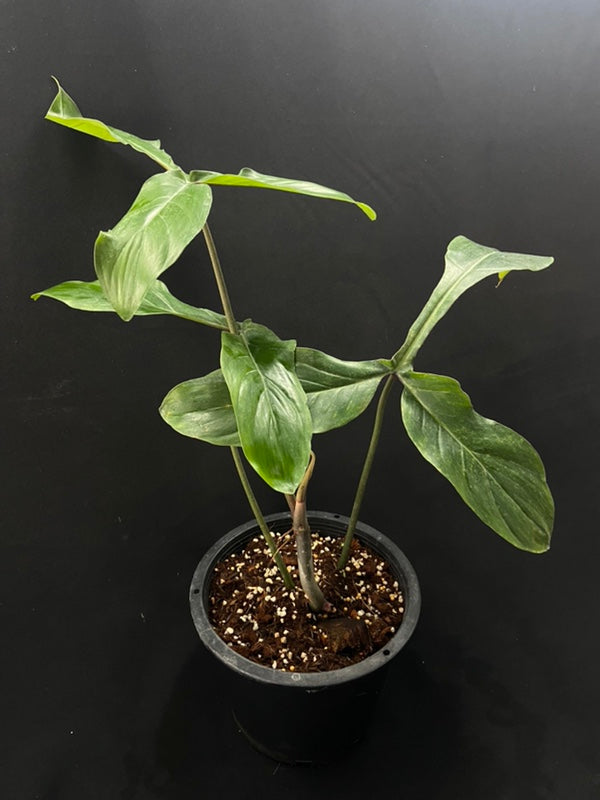 Philodendron 69686