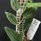 Monstera barrieri