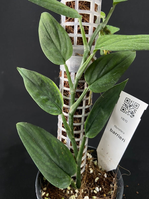 Monstera barrieri