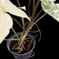 Syngonium podophyllum albo