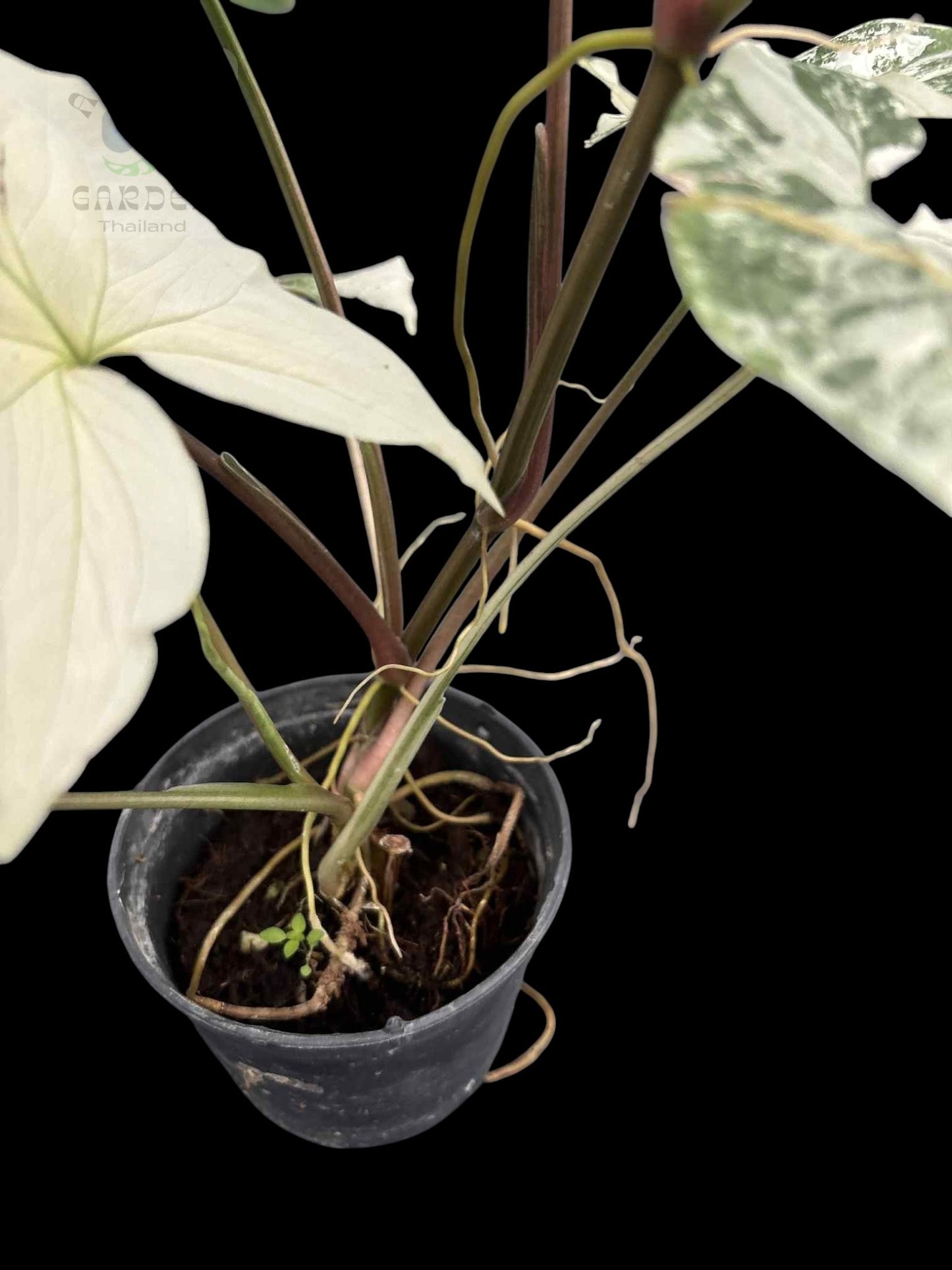 Syngonium podophyllum albo