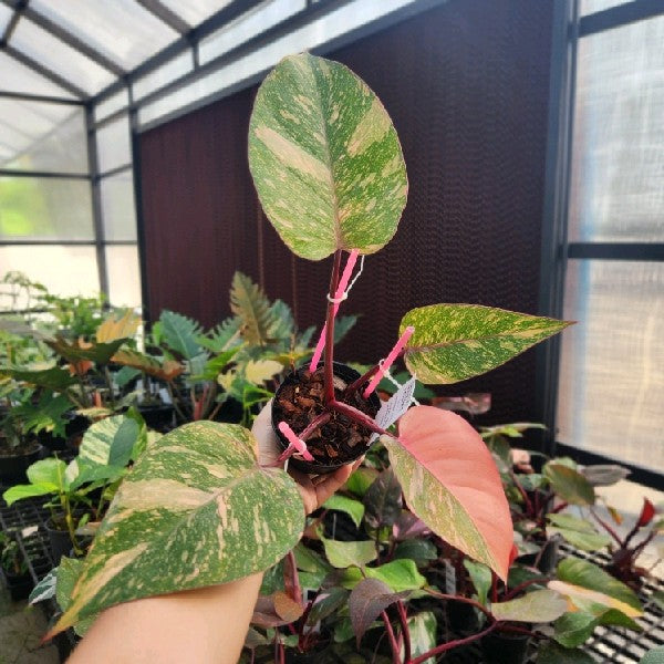 Philodendron Orange Princess Galaxy