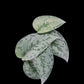 Scindapsus Silver Lady