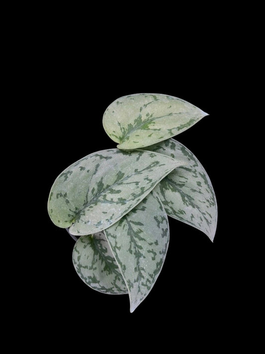Scindapsus Silver Lady