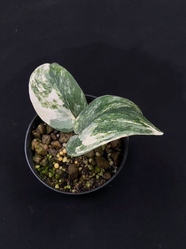 Scindapsus Jade Satin aurea