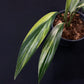 Epipremnum amplissimum variegated aurea