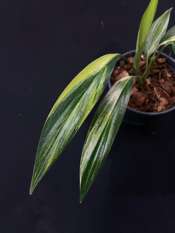 Epipremnum amplissimum variegated aurea