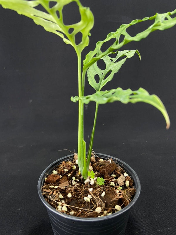 Monstera obliqua Peru