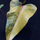 Philodendron Strawberry Shake