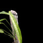 Monstera obliqua Yasuni (M)