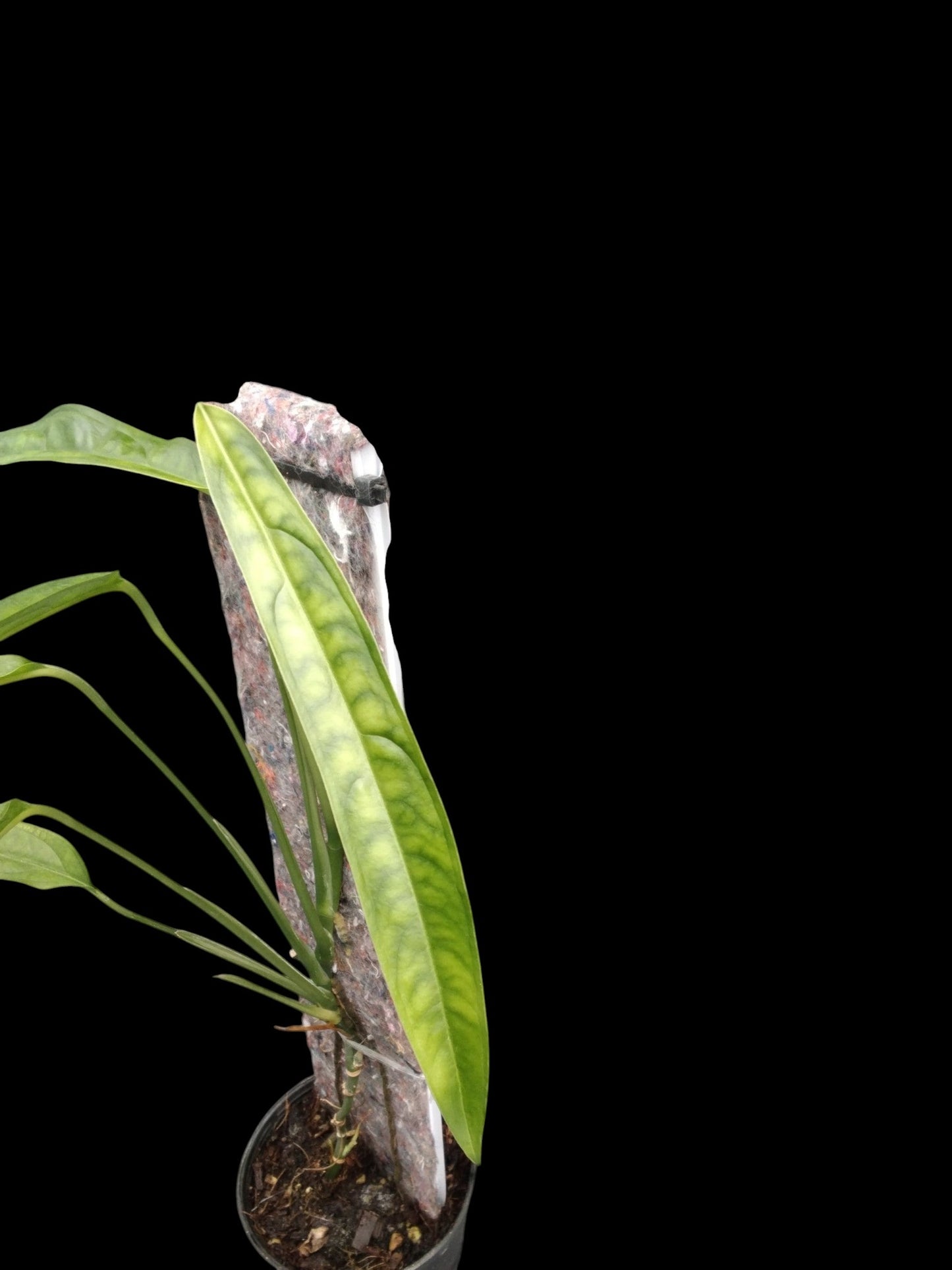 Monstera obliqua Yasuni (M)