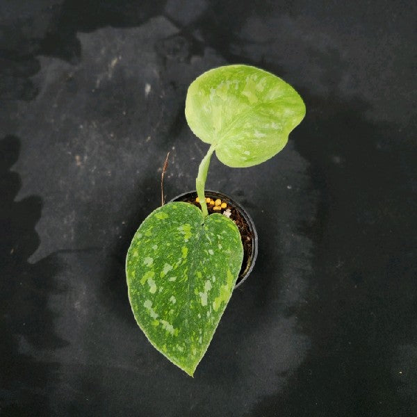 Scindapsus Baticon