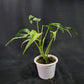 Monstera Burle Marx Flame XL